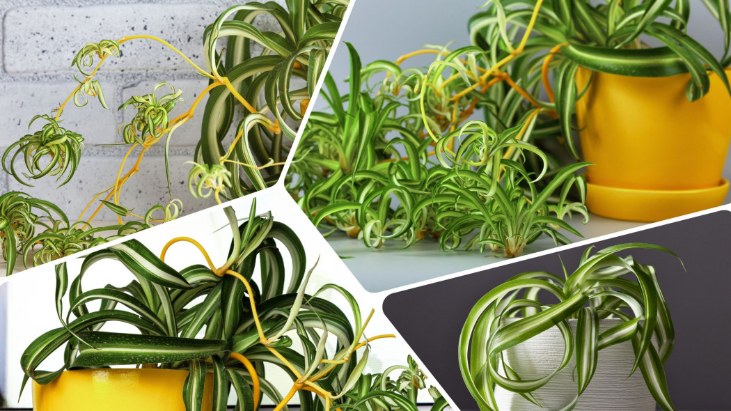 Zielistka Sternberga Chlorophytum comosum Bonnie