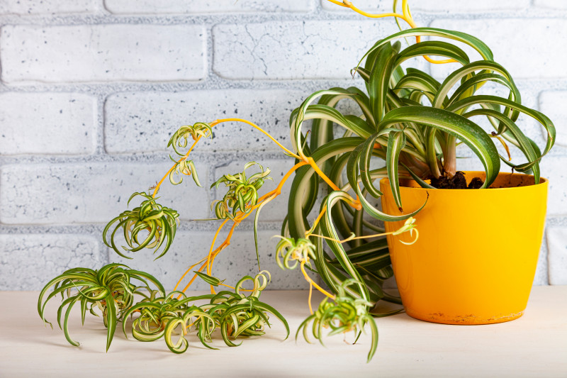 Chlorophytum comosum 'Bonnie' – skręcone liście i kaskada sadzonek, dekoracyjna roślina do domu.