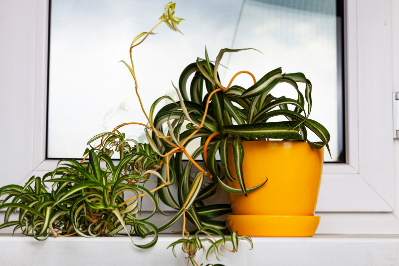 Zielistka 'Bonnie' na parapecie – żółta doniczka i zwisające rozłogi, roślina do jasnego, rozproszonego światła.