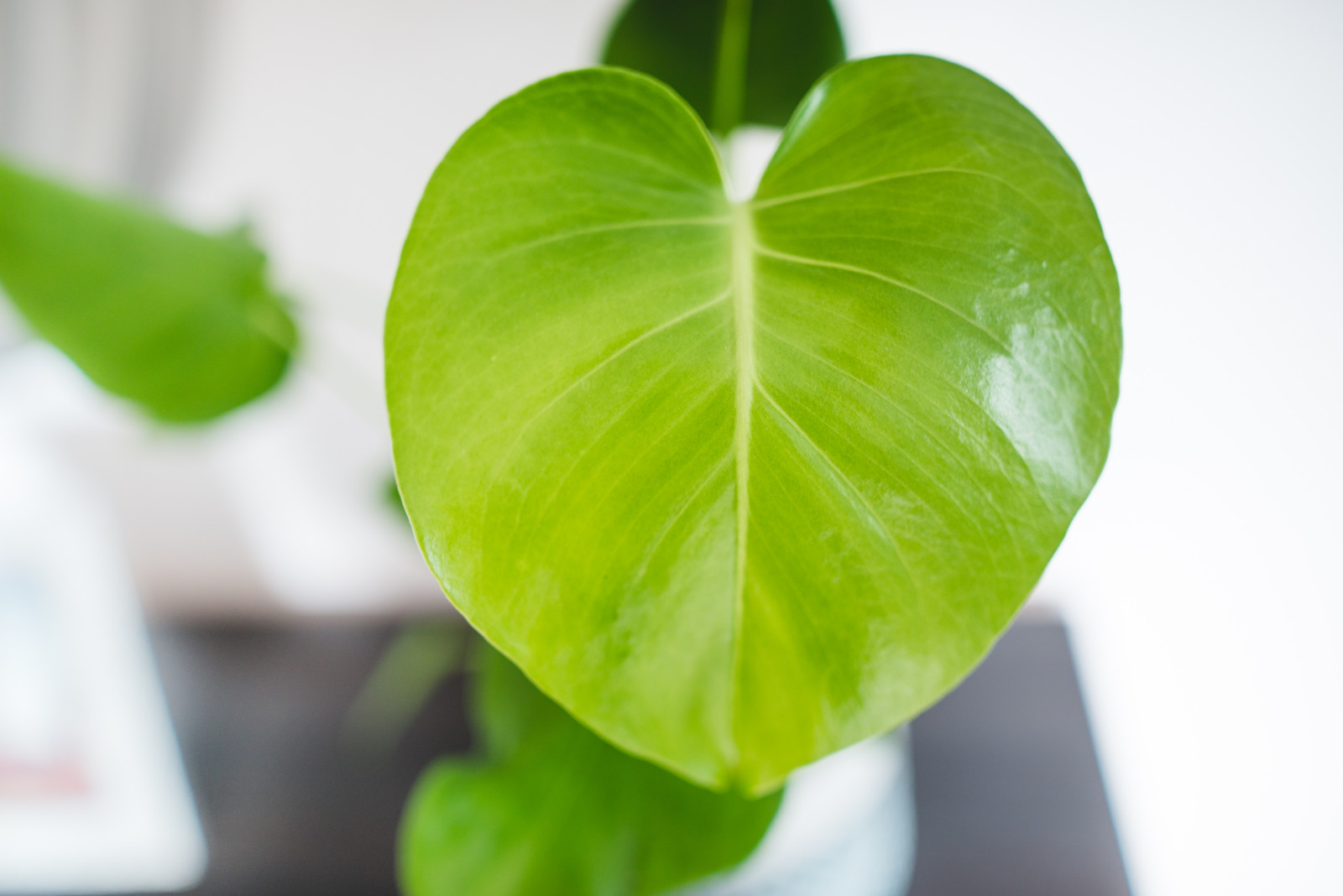 monstera giganteum Hydro XXL Monstera am Stab, 120-140cm – Green Me Up main image 0