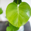 Zamiokulkas wypuścił kwiat. To źle czy dobrze? Czy trzeba go obciąć?