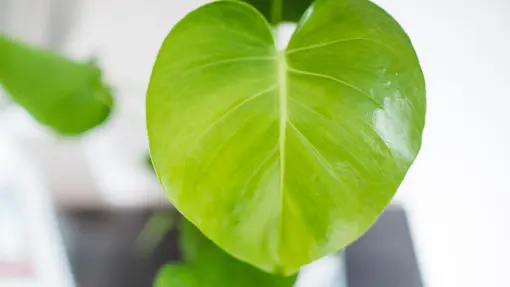 Brak dziur na monsterze, to nie choroba. Błąd leży po Twojej stronie	