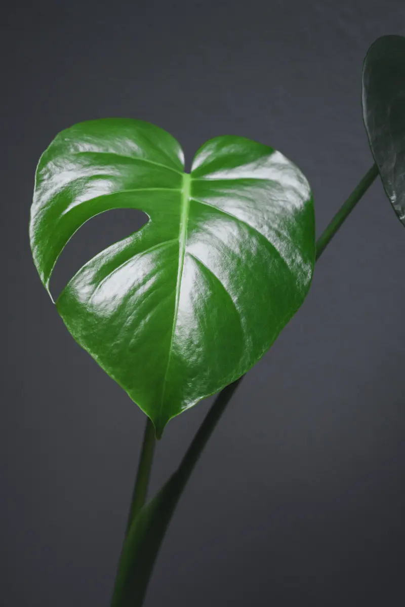 Zbliżenie na liść monstery z charakterystycznymi dziurami i błyszczącą powierzchnią – oznaka zdrowej, dobrze oświetlonej rośliny