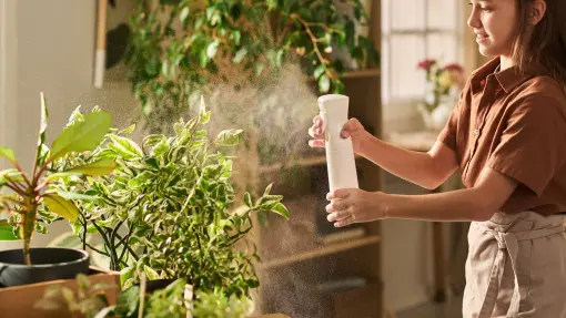 Kiedy najlepiej zraszać kwiaty doniczkowe? W jakich godzinach to robić, by nie uszkodzić liści