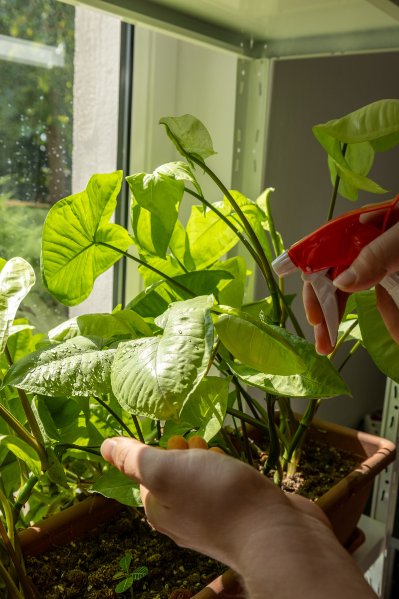 Zraszanie liści przy oknie – krople na zielonych roślinach, jak robić to rano i unikać pełnego słońca.