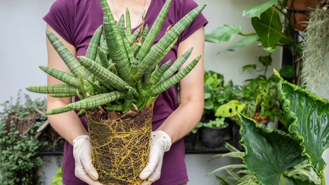 Przerośnięta sansewieria gotowa do przesadzenia – ciasna doniczka pobudza ją do wzrostu