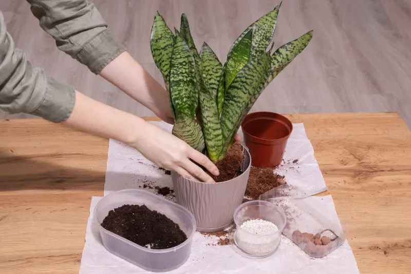 Przesadzanie sansewierii do nowej doniczki z użyciem świeżego podłoża i drenażu