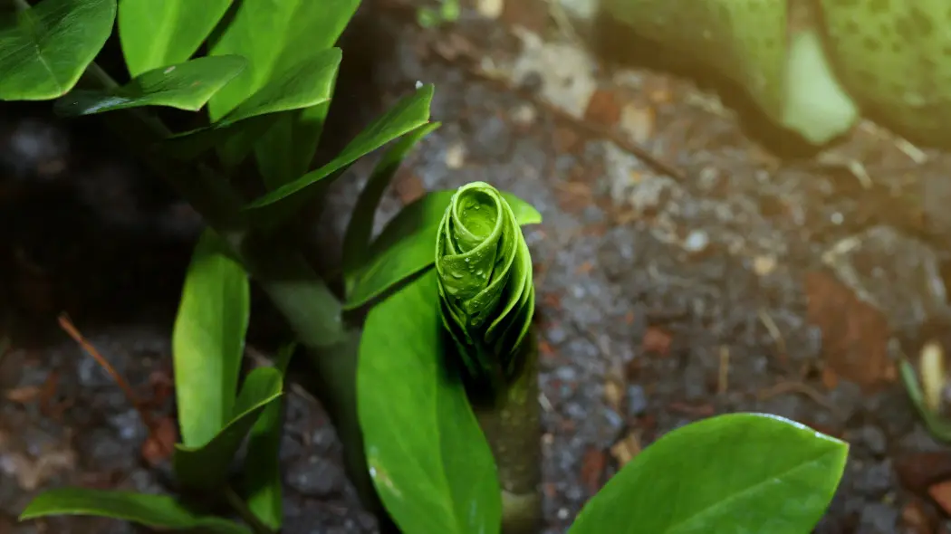 Zamiokulkas wypuszcza dziwne szyszki przy ziemi Pod żadnym powodem ich nie usuwaj