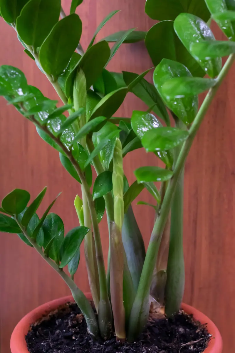 Nowe pędy zamiokulkasa, przypominające małe zielone „szyszki”, to naturalny objaw zdrowego wzrostu