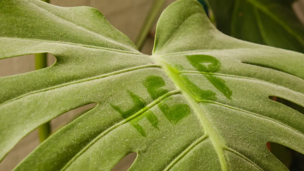 Koniec z kurzem na liściach. Dodaj kilka kropli do wody, a będą lśnić
