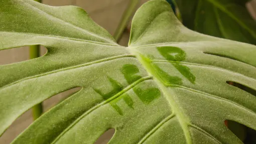 Koniec z kurzem na liściach. Dodaj kilka kropli do wody, a będą lśnić i to bez nabłyszczacza!