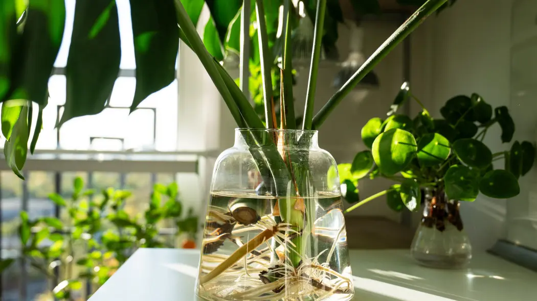 Druga monstera za darmo. Odetnij ten fragment i patrz jak rośnie