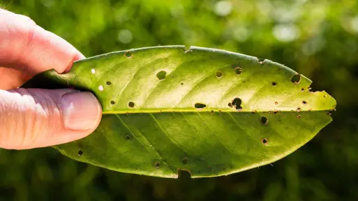 Dziury w liściach laurowiśni. Czy to choroba? Co robić?