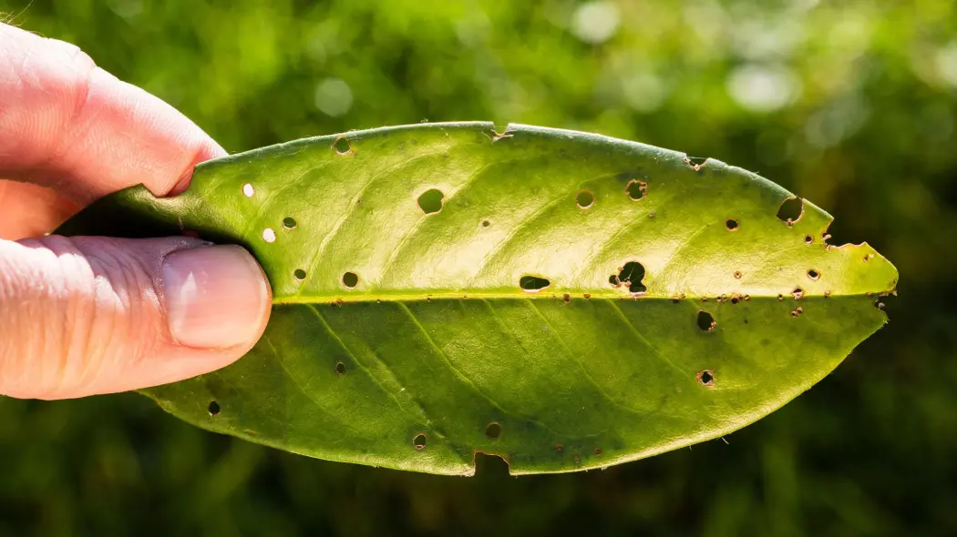 Dziury w liściach laurowiśni