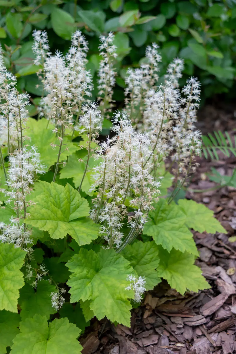 Tiarella sercolistna w głębokim cieniu