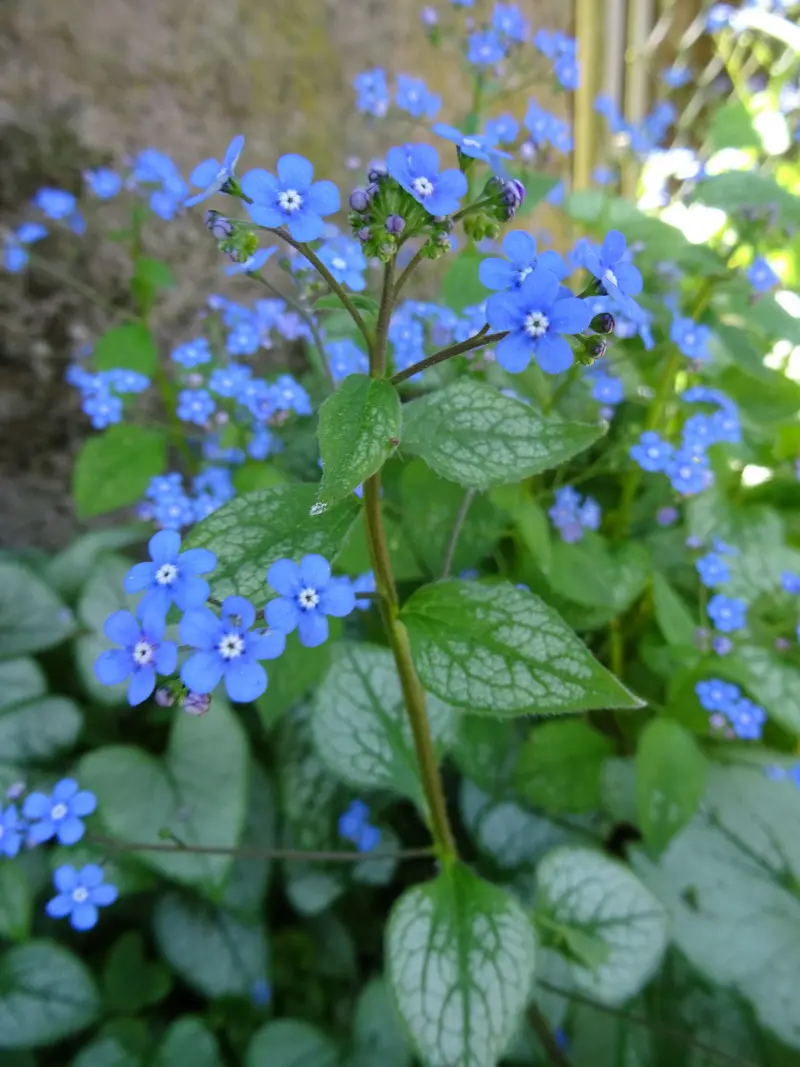 Brunera wielkolista w głębokim cieniu