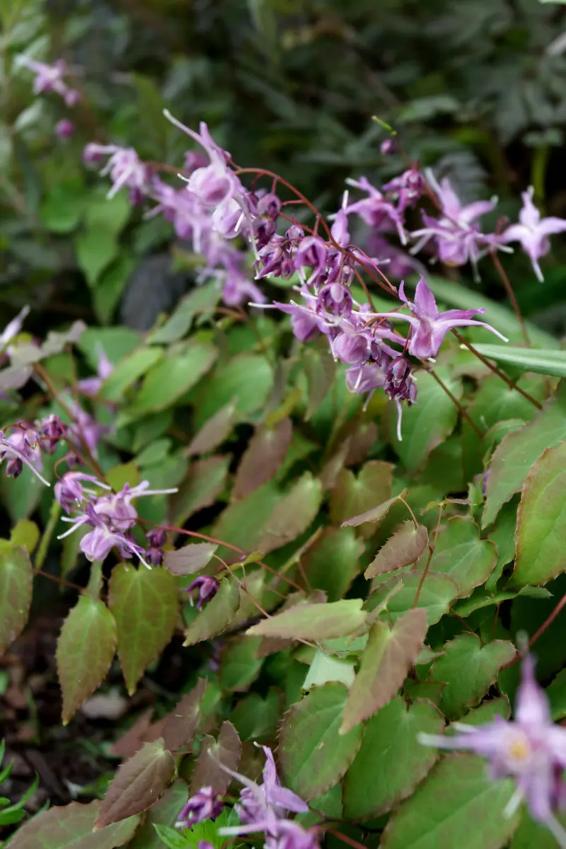 Epimedium w głębokim cieniu