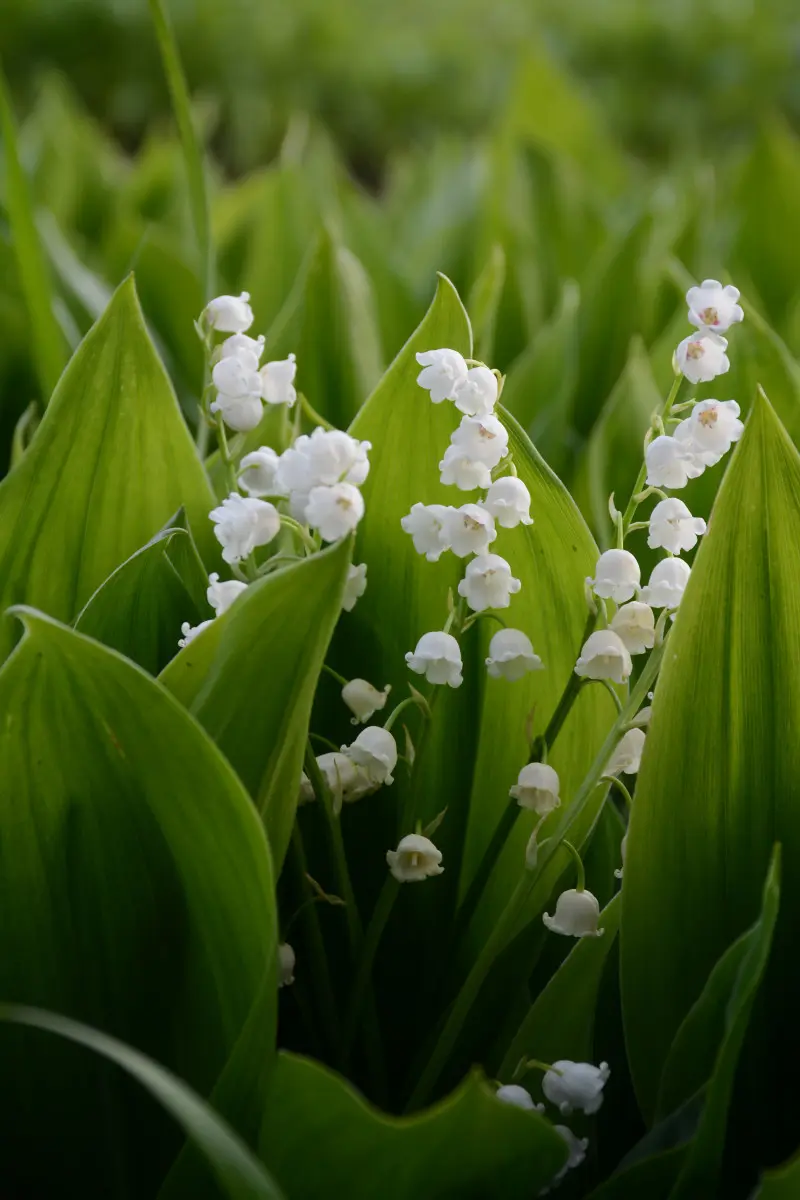 Konwalia majowa w głębokim cieniu