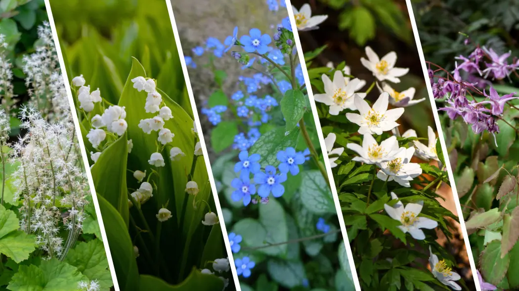 Polecamy kwiaty do cienia