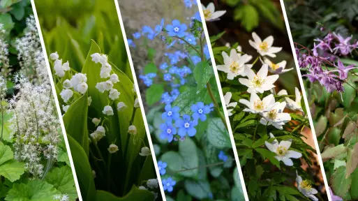 Polecamy kwiaty do cienia. 5 pięknych twardzieli do zadań specjalnych