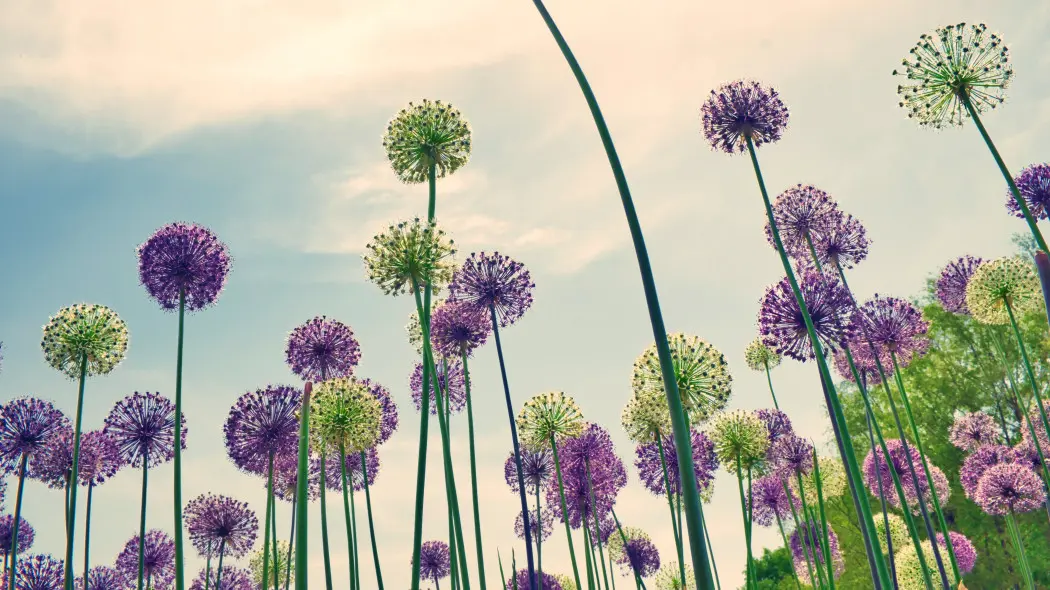 Purpurowa sensacja wystrzeli z ziemi jak fajerwerki