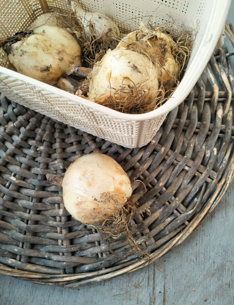 Cebule czosnku ‘Purple Sensation’