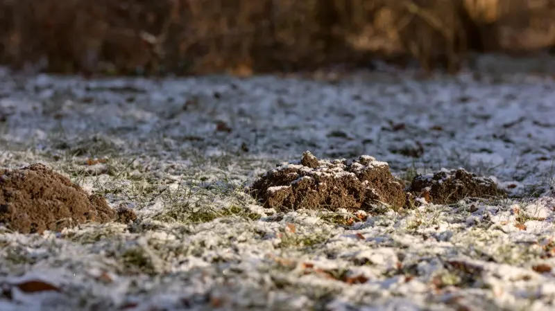 Kopce kreta na trawniku pod cienką warstwą śniegu – zimowa aktywność kreta w ogrodzie, listopad.