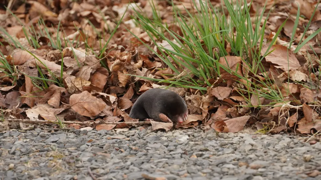 Krety w listopadzie – przysypiają czy kopią szybciej
