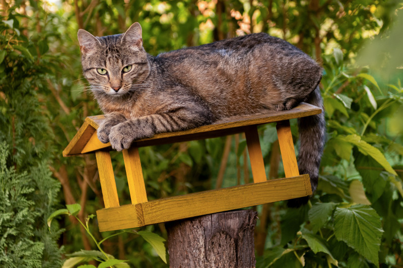 Kot na karmniku dla ptaków – zagrożenie drapieżników w ogrodzie; jak zabezpieczyć karmnik stojący przed kotami.