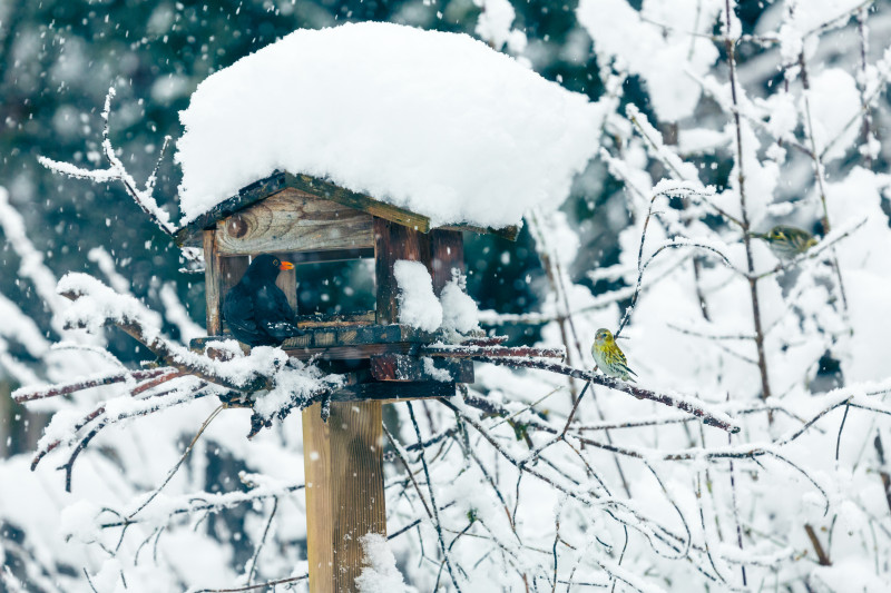 Karmnik stojący z drewnianym daszkiem pod śniegiem – dokarmianie ptaków zimą w ogrodzie; kos i małe ptaki przy karmie.