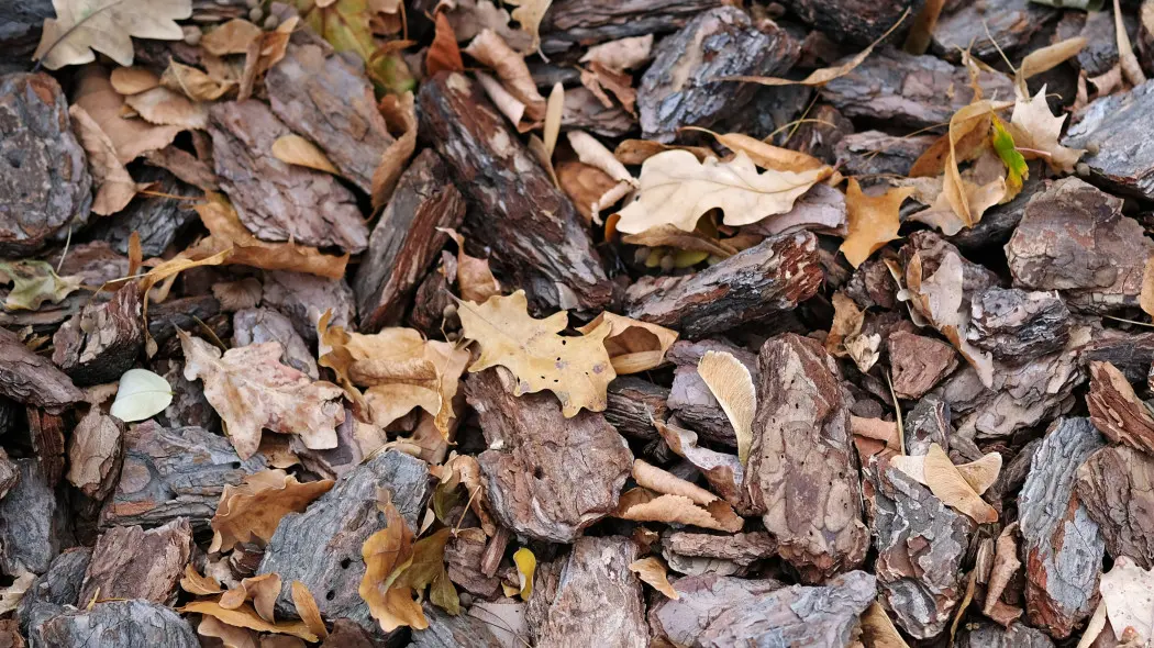 Jak zebrać liście ze ściółki z kory?
