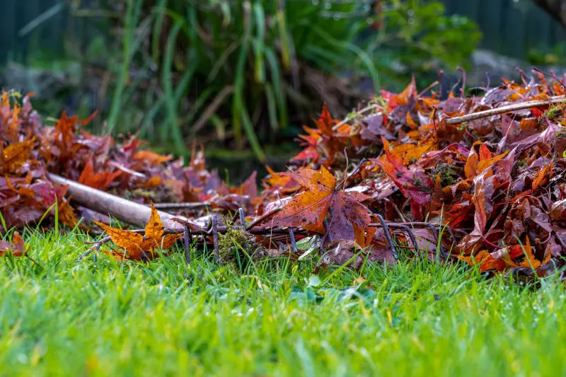 Grabienie mokrych liści z trawnika jesienią – przygotowanie do sprzątania rabat z kory.