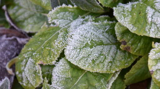 Zimowanie pierwiosnków – czy wszystkie prymulki są odporne na mróz? Jak je chronić?