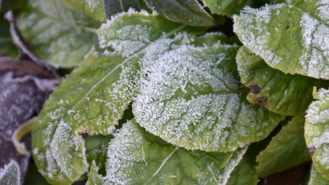 Zimowanie pierwiosnków w ogrodzie