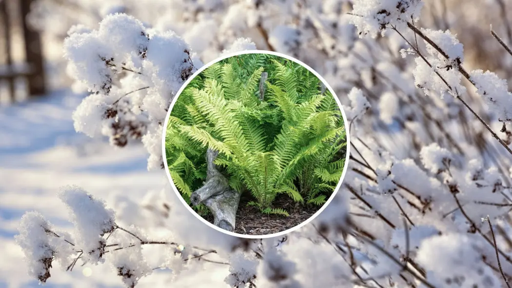 Zimowanie paproci ogrodowych