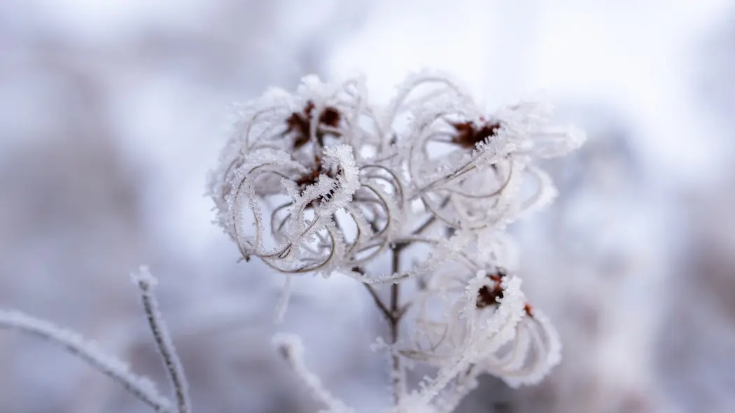 Zimowanie powojników – jak przygotować clematisy, żeby przetrwały mróz