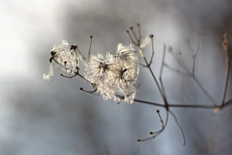 Suchy pęd powojnika Clematis z puszystymi nasionami oświetlony zimowym słońcem – przykład rośliny pozostającej w ogrodzie na zimę.