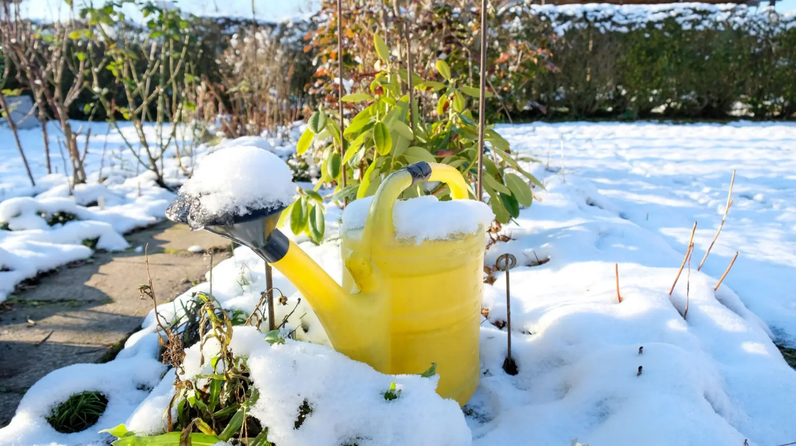 Podlewanie zimą a susza fizjologiczna – jak chronić ogród przed zimowym odwodnieniem roślin?