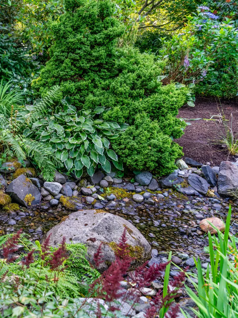 Fragment ogrodu z naturalnym strumieniem otoczonym roślinnością – paprociami, funkiami i zimozielonymi krzewami. Kamienie i mech nadają miejscu naturalny charakter. Ogród ze strumykiem na działce o lekkim spadku terenu.