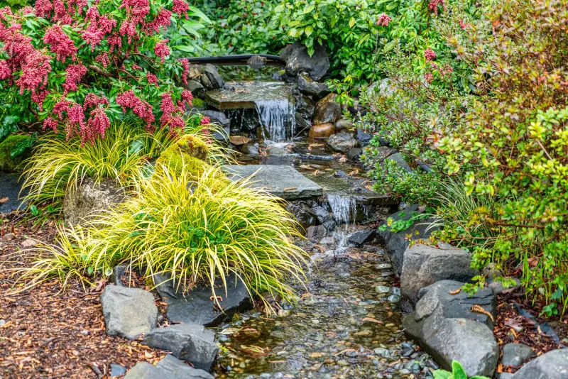 Kamienny strumień ogrodowy z mini kaskadami, po których spływa woda. Otaczają go ozdobne trawy i krzewy o różowych kwiatach. Przykład aranżacji ogrodu z naturalnym ciekiem wodnym i dekoracyjnymi kaskadami.