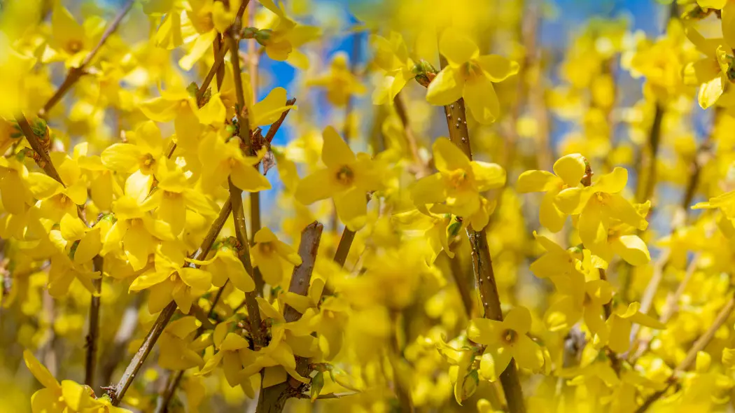 To ostatni moment na sadzenie złotego krzewu. Wiosną gałązki pokryją się kwiatami
