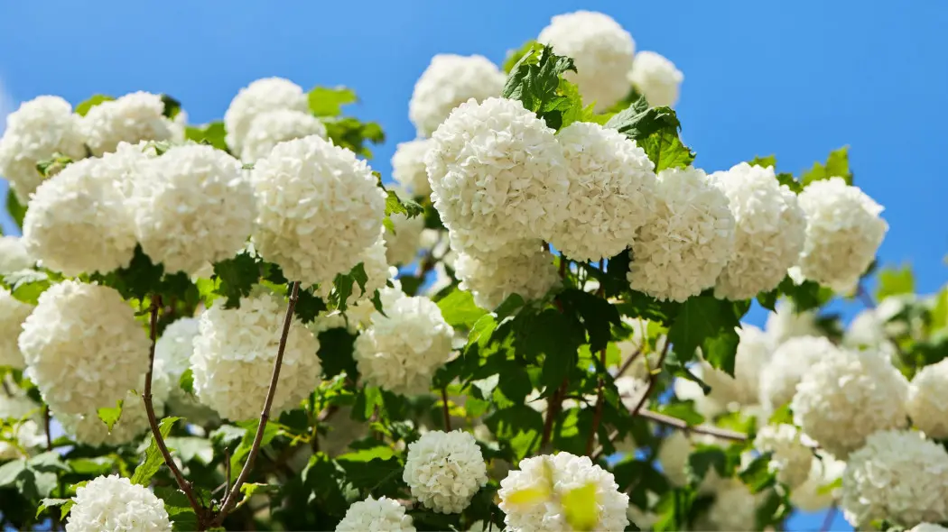 Kalina śnieżna kula