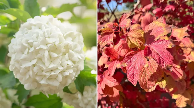Wygląd kaliny koralowej Roseum - kwiaty i liście