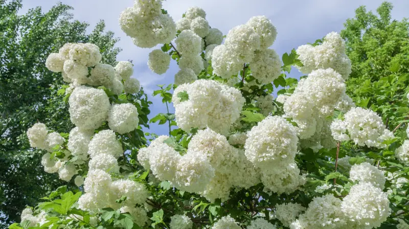 Jest podobna do hortensji, ale bardziej odporna i prostsza w uprawie