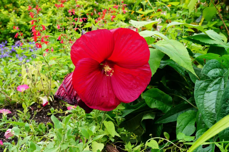 Gigantyczny hibiskus jako punk centralny rabaty
