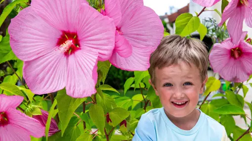 Gigantyczna chińska róża. Jej kwiaty mają nawet 30 cm średnicy. Będzie "punktem centralnym" każdej rabaty