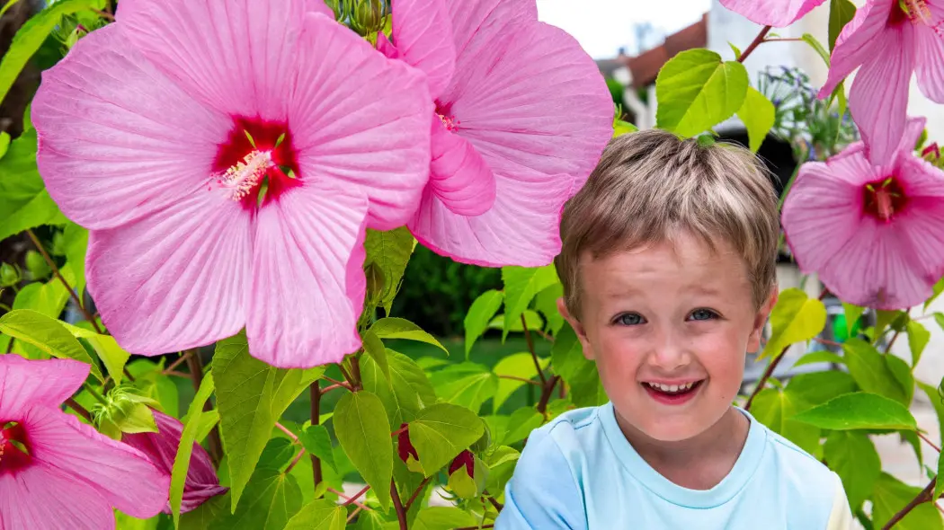 Hibiskus bagienny rozkwita latem i robi show. Takich kwiatów nie ma nikt