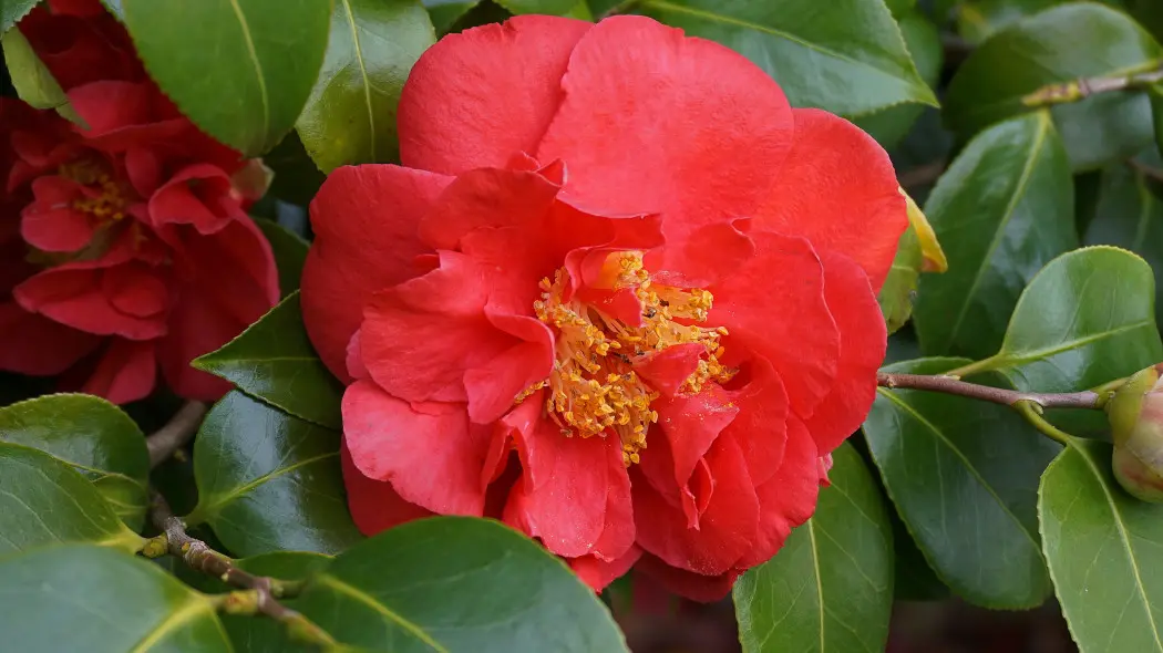 Japońska róża – piękna i delikatna jak księżniczka