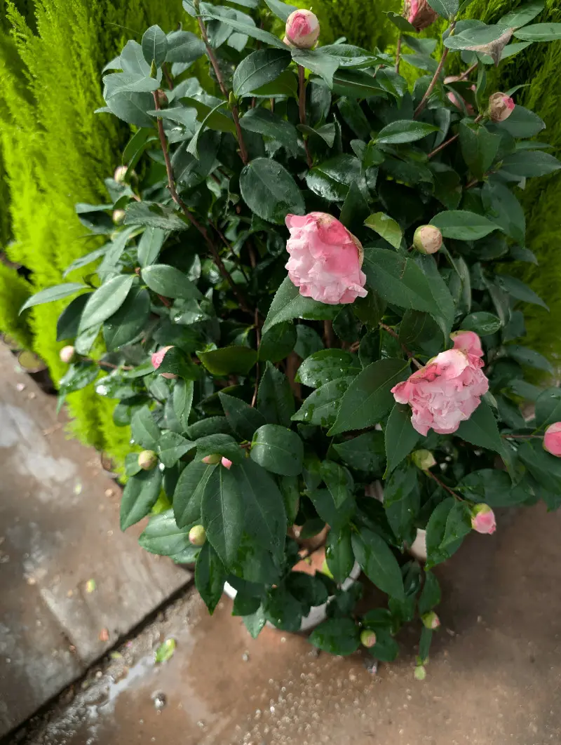 Co zamiast storczyka? Kamelia japońska to nowy hit zimowej parapetowej dżungli