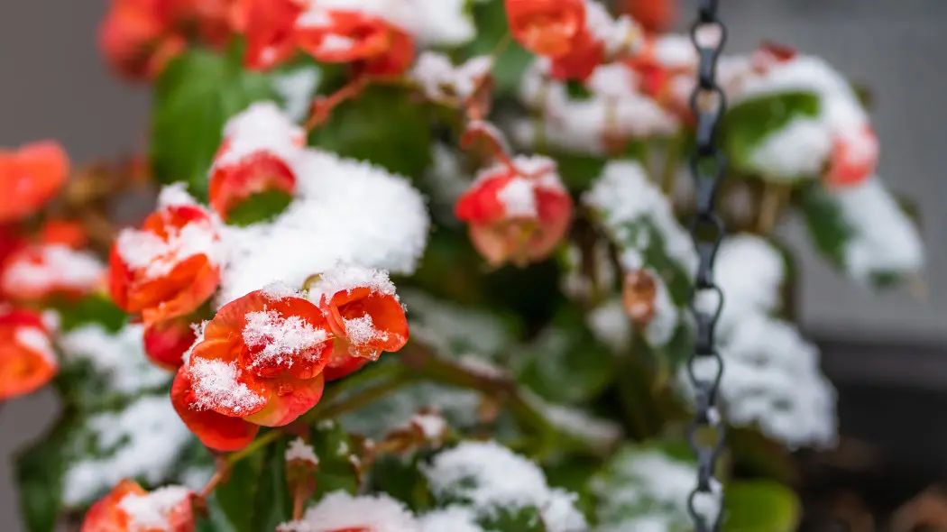 Zimowanie begonii
